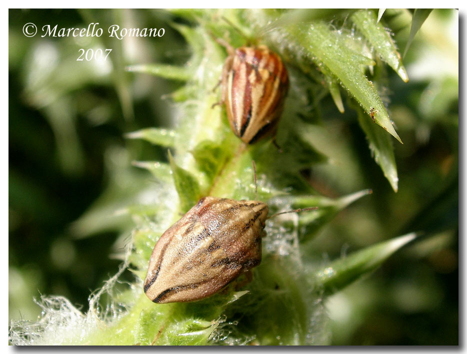 Album di eterotteri fotografati in Sicilia nel 2007